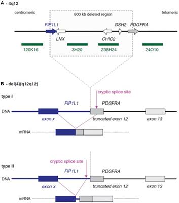 Case Report: Evolution of KIT D816V-Positive Systemic Mastocytosis to Myeloid Neoplasm With PDGFRA Rearrangement Responsive to Imatinib